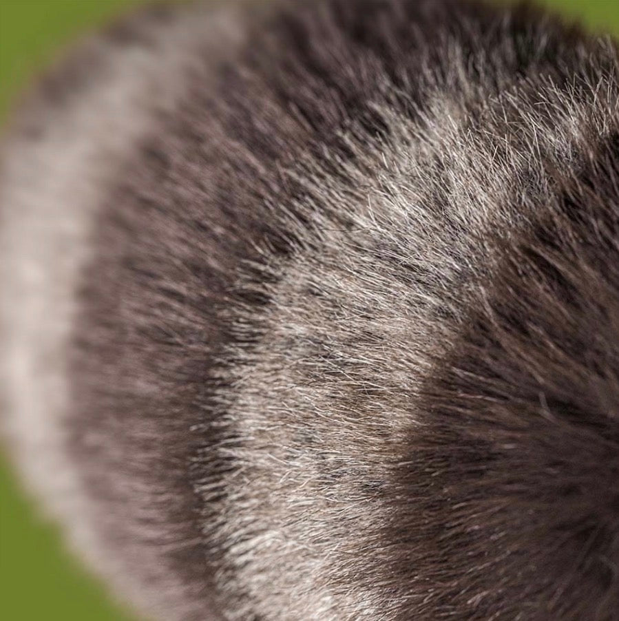 Trixiwoo Raccoon